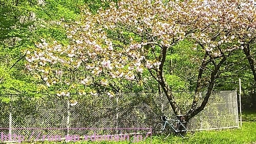 大倉ダム湖畔公園の花