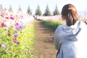 ポニーテールの若い女性が道の両脇に咲くコスモスを鑑賞している。