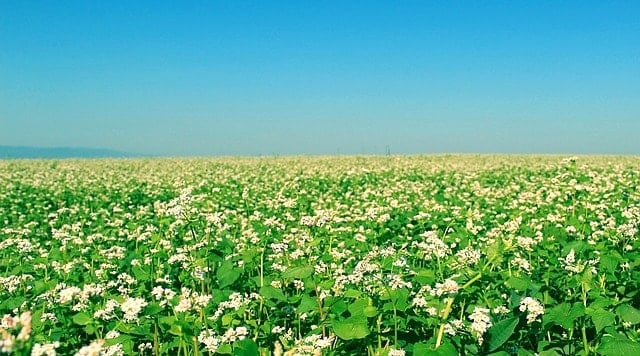 field-691126_640-min