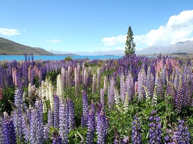 wildflowers-828645_640-min