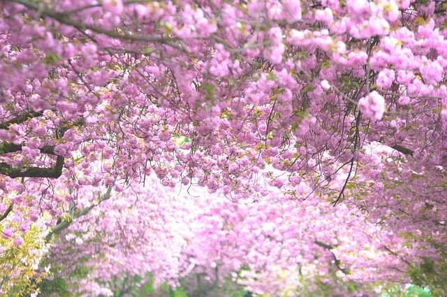土曜日開催の柴田桜ハーフマラソンは満開の桜を見る花見ランニング。