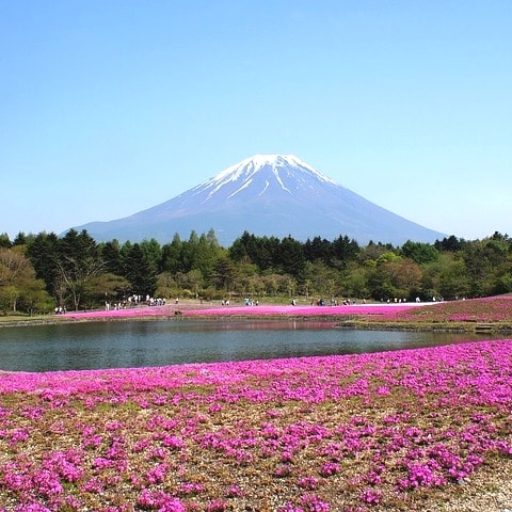 富士山の周りを芝桜が咲いている。
