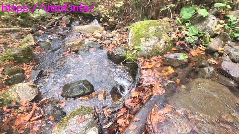 Otari Salt Road Trail Run