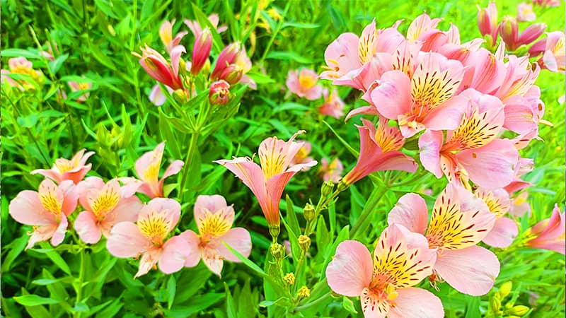 苗場山に咲く花を紹介