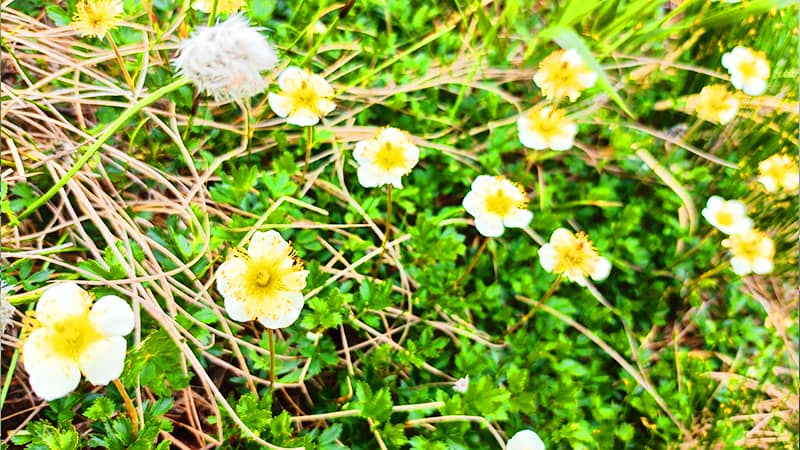 苗場山に咲く花を紹介