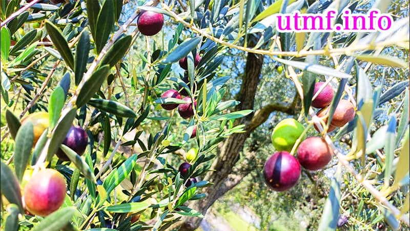 小豆島オリーブ公園