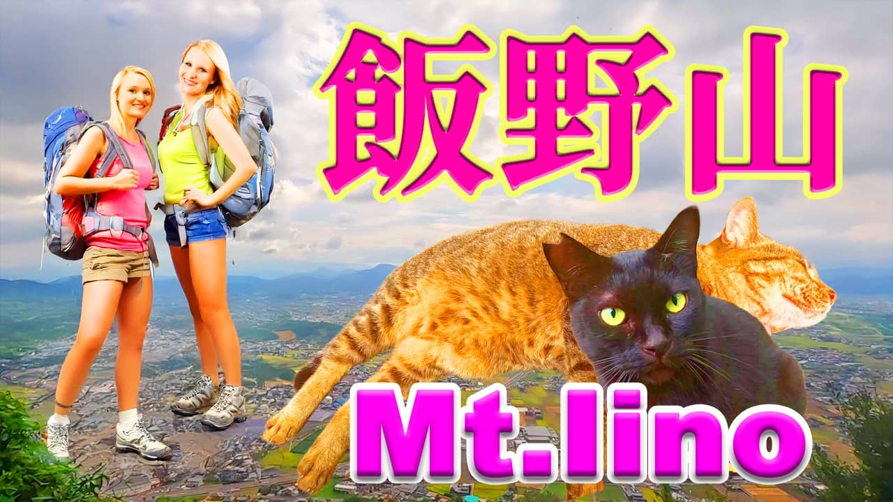 香川県の飯野山は猫だらけの山だった。