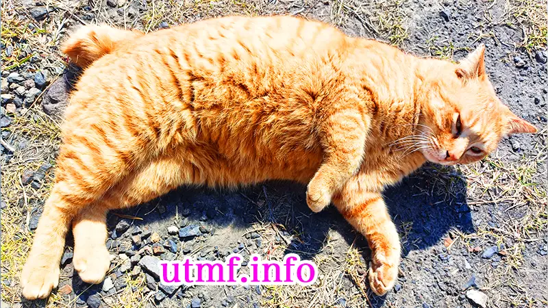 溶岩なぎさ公園の猫