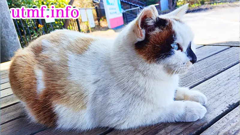 湯之平展望所の猫
