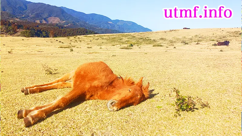 Horses of Toi Cape