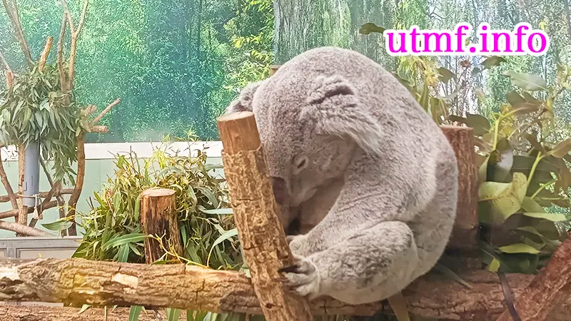 平川動物公園でコアラを見た。