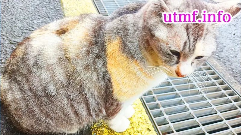 道の駅霧島、レストラン前の猫