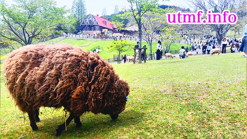 六甲山牧場の羊レース