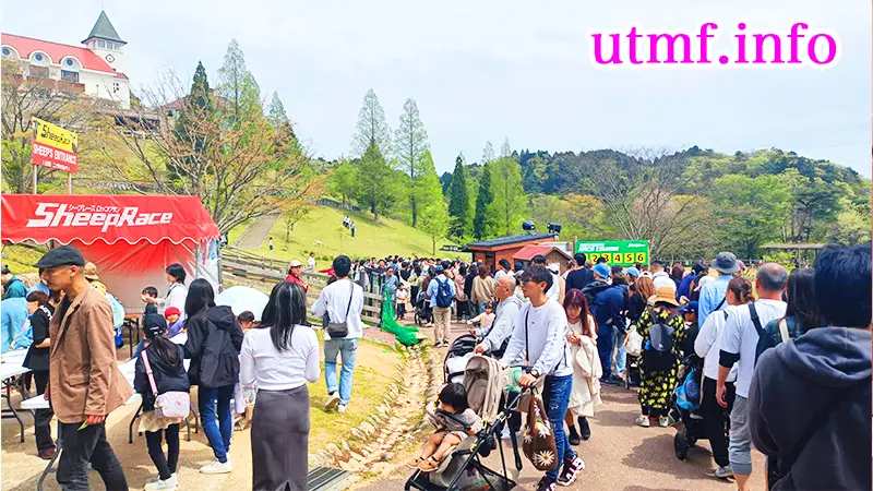 六甲山牧場の羊レース