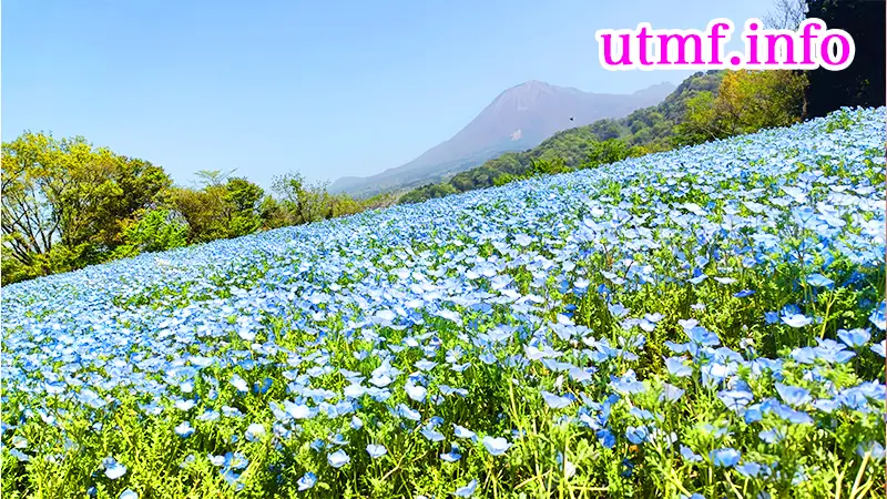 鳥取花回廊から見る大山とネモフィラ。