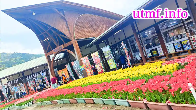 道の駅大和のチューリップ