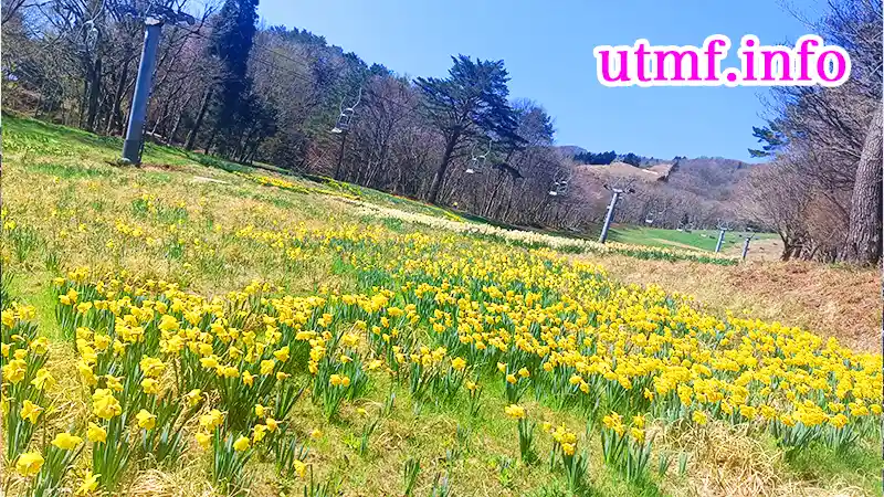 恐羅漢山の登山道に咲いてる水仙