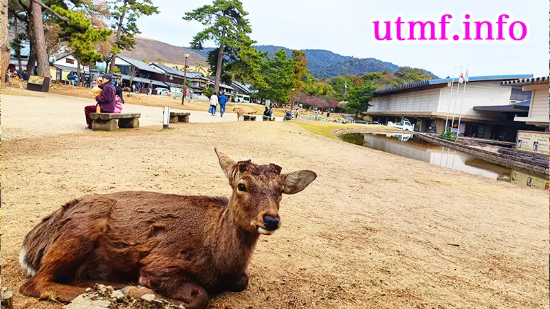 奈良公園の鹿