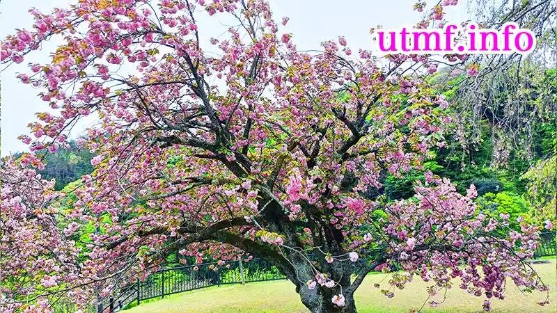 船上山万本桜公園の桜が満開
