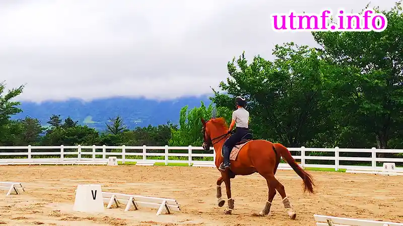 蒜山ホースパークの乗馬体験(競走馬・サラブレッド)