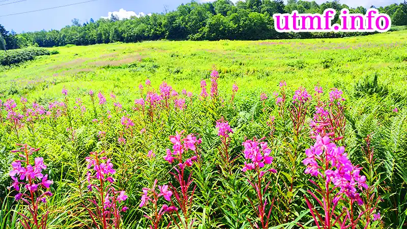 東館山高山植物園の花