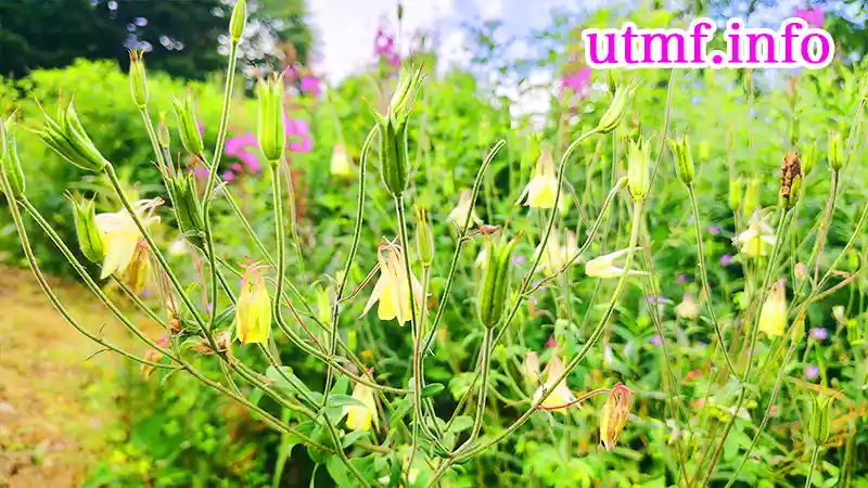 東館山高山植物園の花