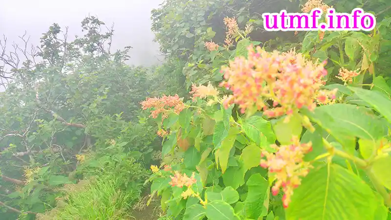 羊蹄山に咲く花
