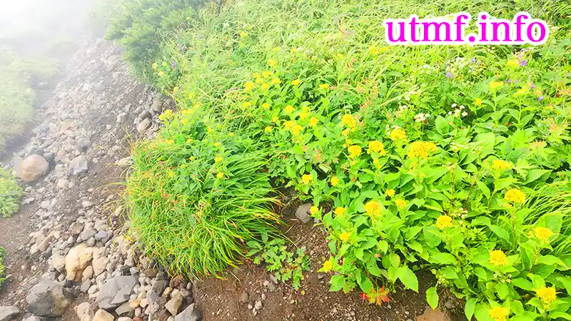 羊蹄山に咲く花