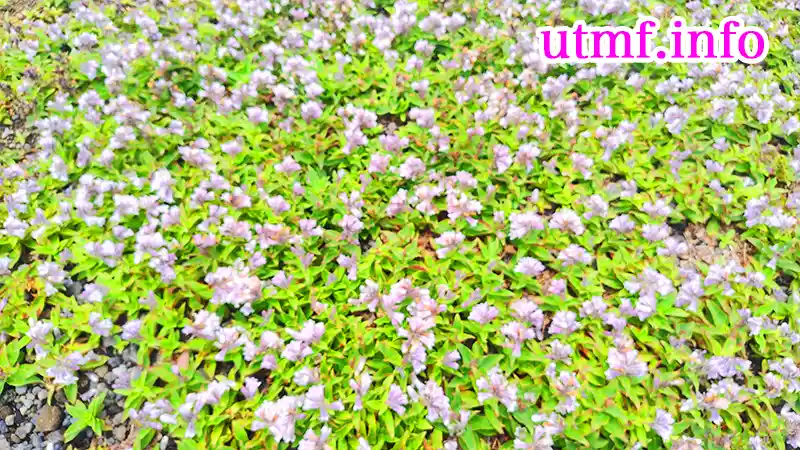 羊蹄山に咲く花