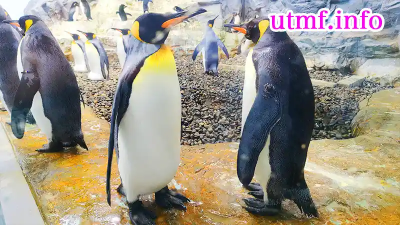 旭山動物園の王様ペンギン