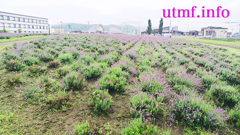 道の駅、南富良野のラベンダー畑